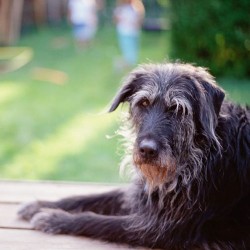 Can Hiking With Your Dog Be Dangerous?